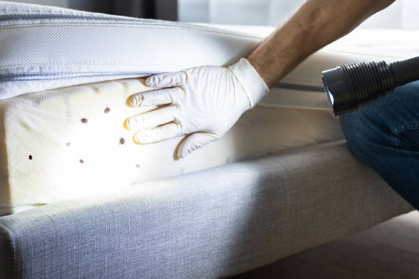 Best Termite Control Services  in South Miami, FL