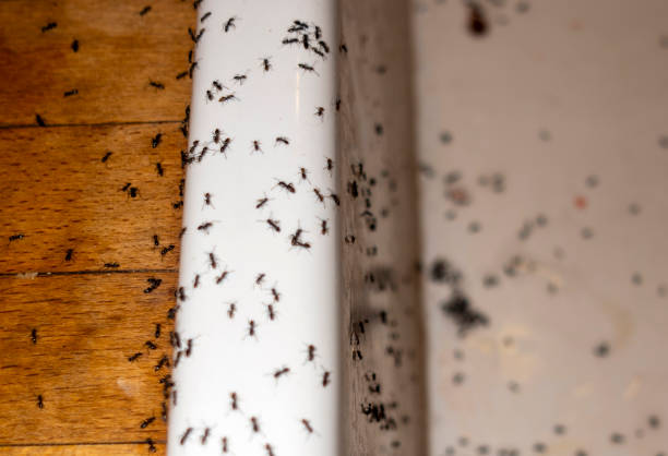 Wasp Removal Services in South Miami, FL