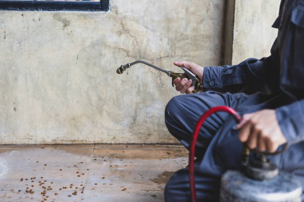 Best Wasp Removal Services  in South Miami, FL