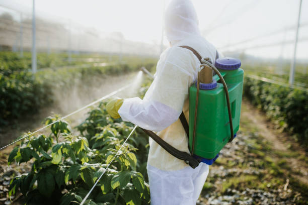 Best Ant Control Services  in South Miami, FL